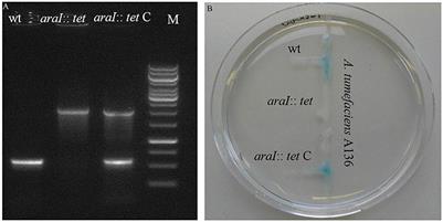 Systemic Responses of Barley to the 3-hydroxy-decanoyl-homoserine Lactone Producing Plant Beneficial Endophyte <mark class="highlighted">Acidovorax radicis</mark> N35